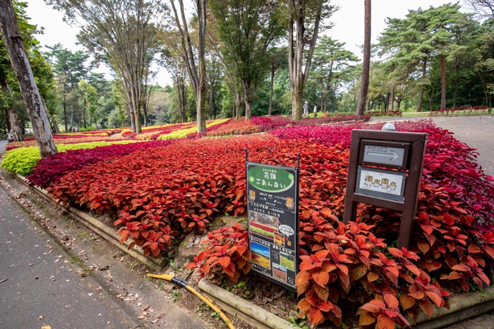 国営武蔵丘陵森林公園 こもれび花畑のコリウス