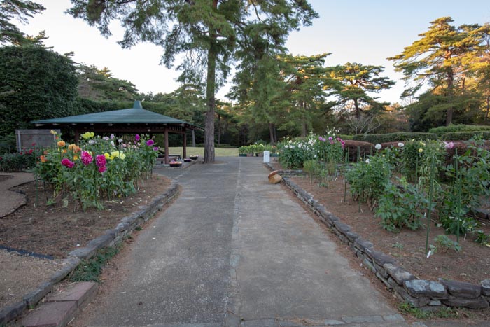 国営武蔵丘陵森林公園 ダリア花園