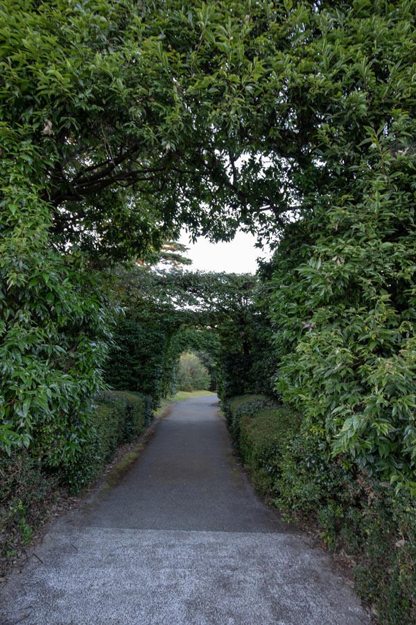 国営武蔵丘陵森林公園 ダリア花園