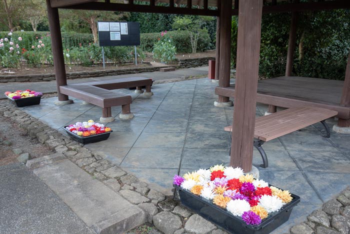 国営武蔵丘陵森林公園 ダリア花園