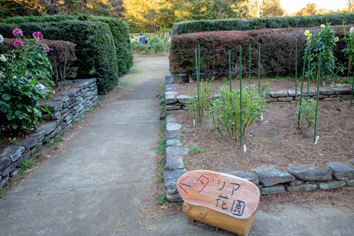 国営武蔵丘陵森林公園 ダリア花園