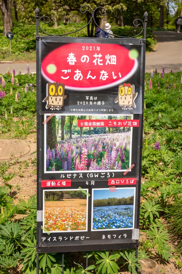 国営武蔵丘陵森林公園 こもれび畑のルピナス