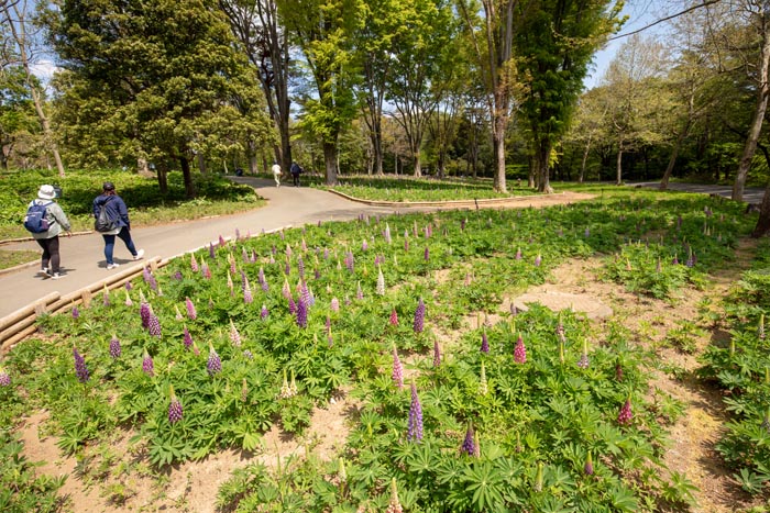 国営武蔵丘陵森林公園 こもれび畑のルピナス