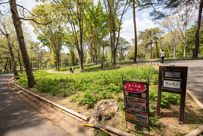 国営武蔵丘陵森林公園 こもれび畑のルピナス