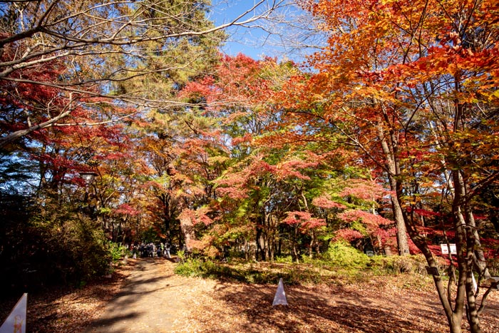 国営武蔵丘陵森林公園　カエデ園　紅葉黄葉