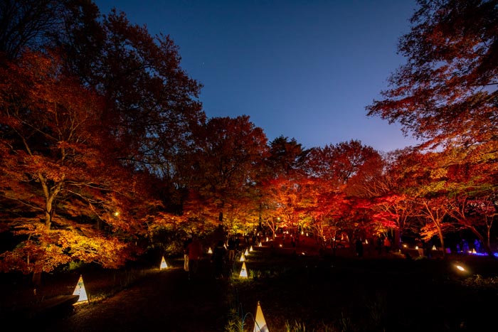 国営武蔵丘陵森林公園 滑川町 熊谷市 紅葉見ナイト 公園へ行こう