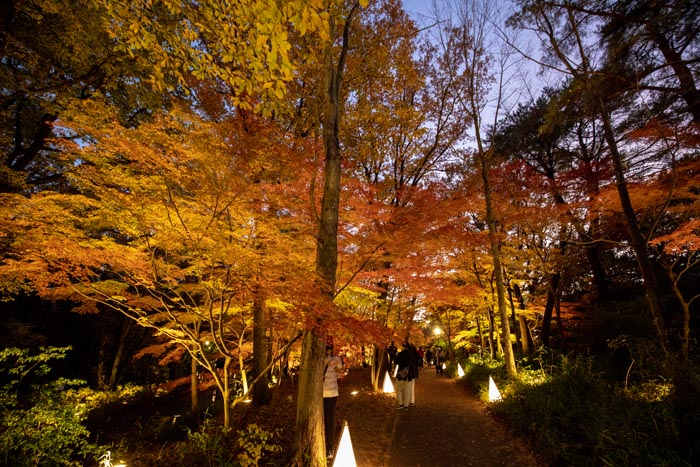 国営武蔵丘陵森林公園 滑川町 熊谷市 紅葉見ナイト 公園へ行こう