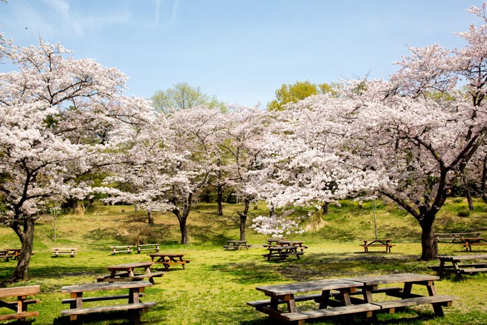 国営武蔵丘陵森林公園 野外炊飯広場(バーベキュー場)