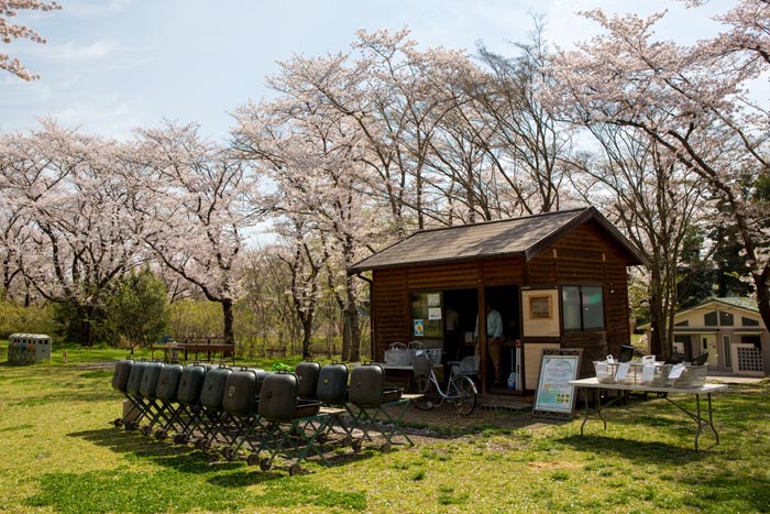 武蔵丘陵森林公園　満開の桜（花木園）