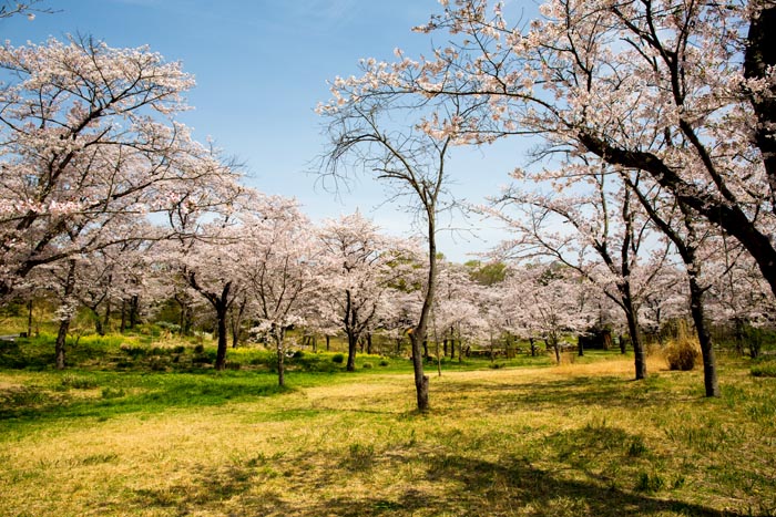 武蔵丘陵森林公園　満開の桜（花木園）