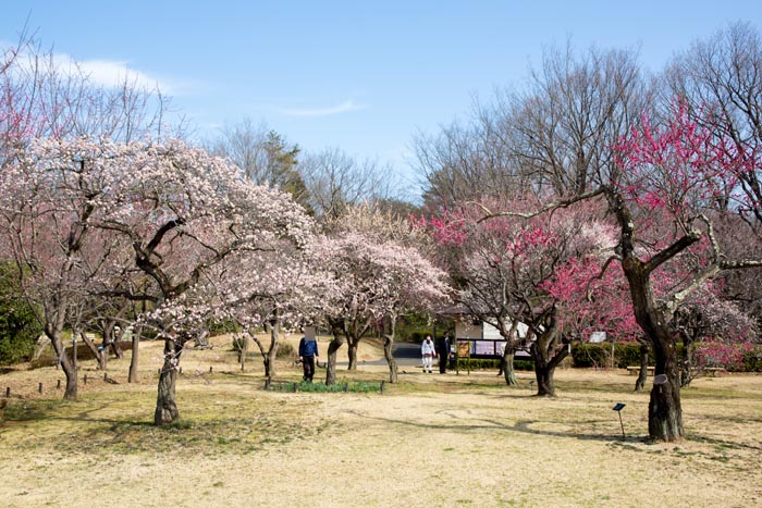武蔵丘陵森林公園 梅林