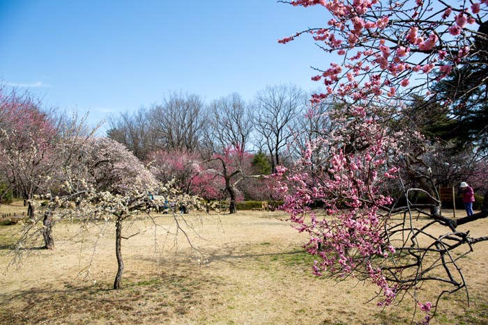 武蔵丘陵森林公園 梅林