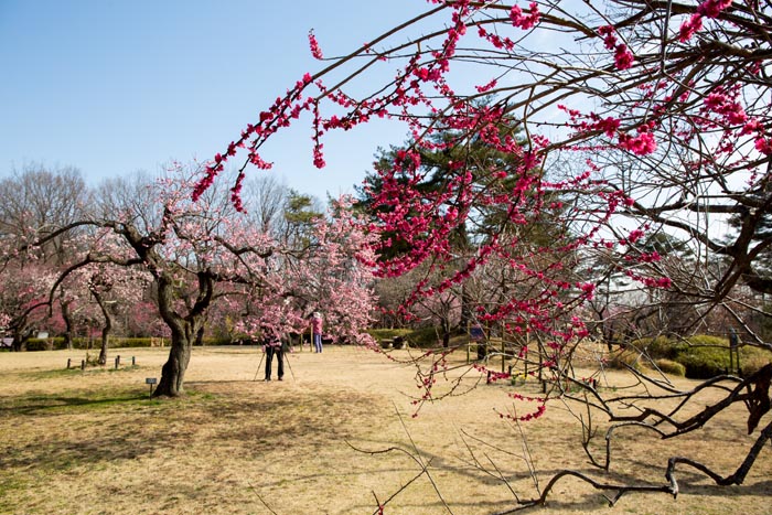 武蔵丘陵森林公園 梅林