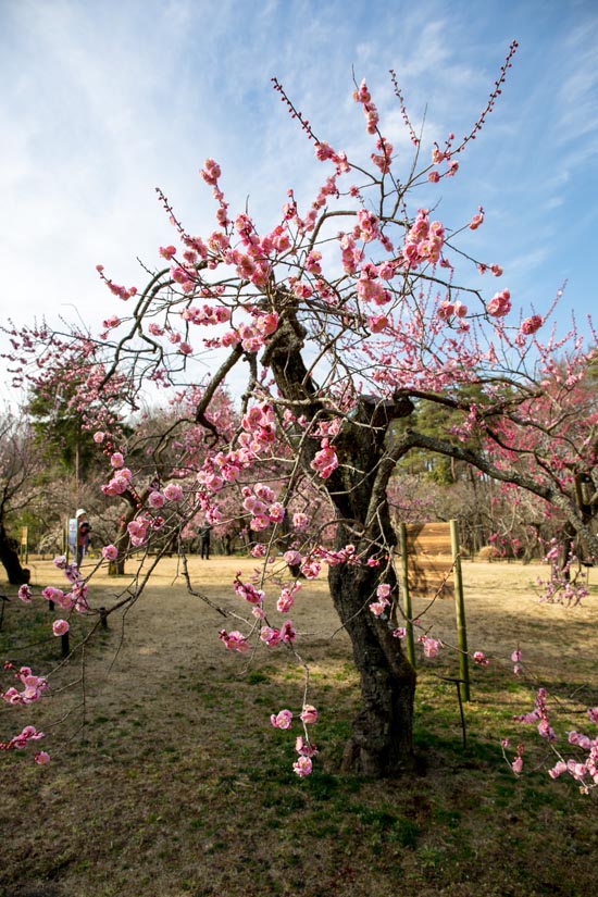 武蔵丘陵森林公園 梅林