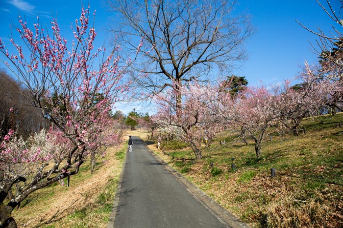 武蔵丘陵森林公園 梅林