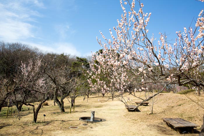 武蔵丘陵森林公園 梅林
