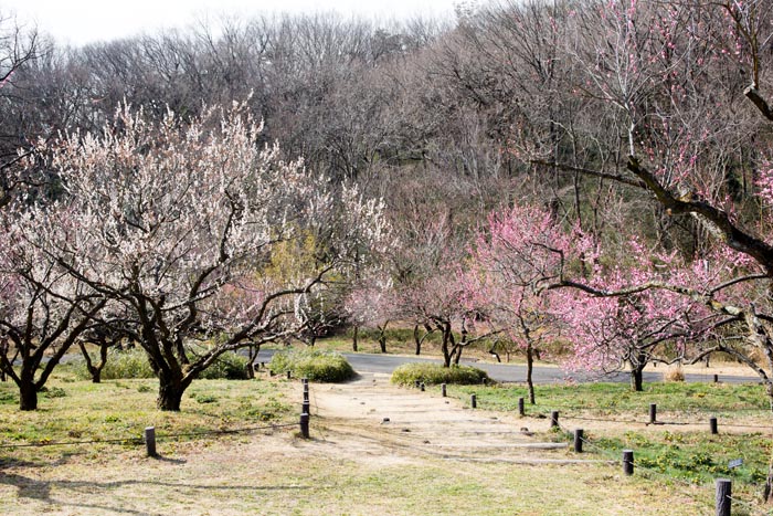 武蔵丘陵森林公園 梅林