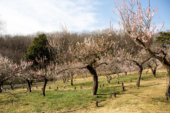 武蔵丘陵森林公園 梅林