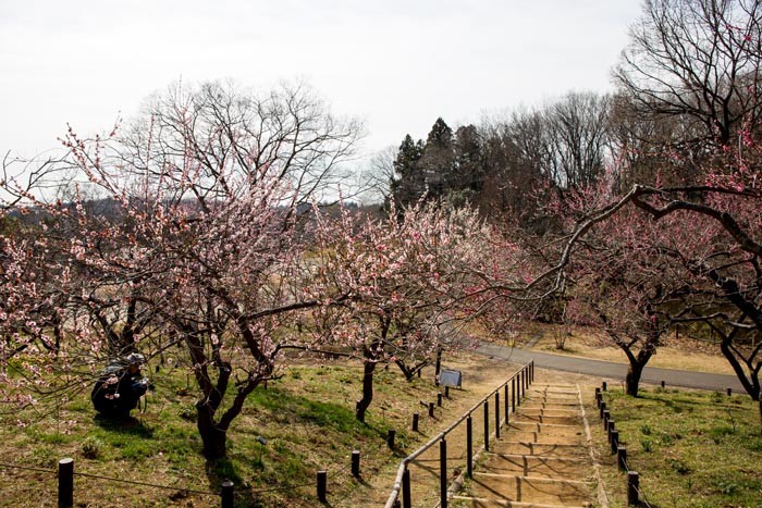 武蔵丘陵森林公園 梅林