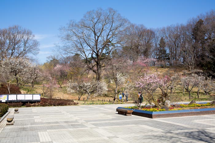 武蔵丘陵森林公園 梅林