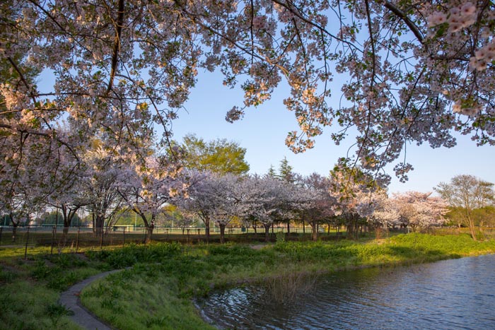 白岡市総合運動公園　満開の桜