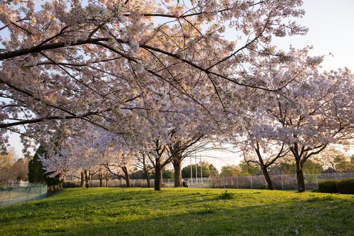 白岡市総合運動公園　満開の桜