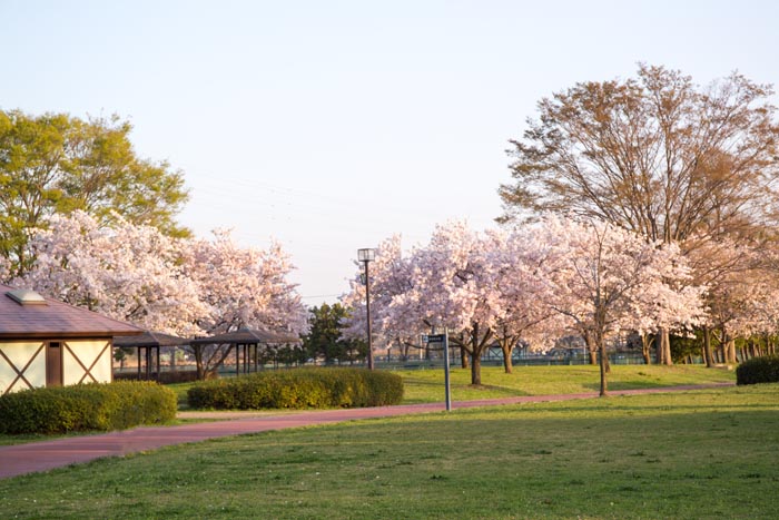 白岡市総合運動公園 満開の桜
