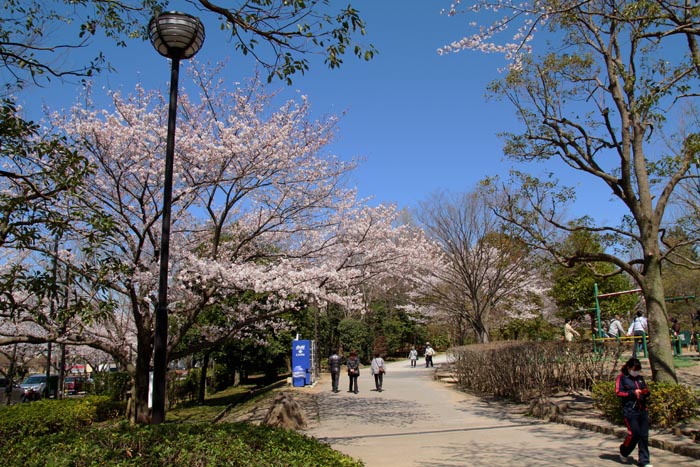 そうか公園　遊具広場　桜