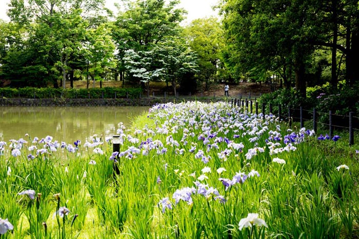 そうか公園 花しょうぶ