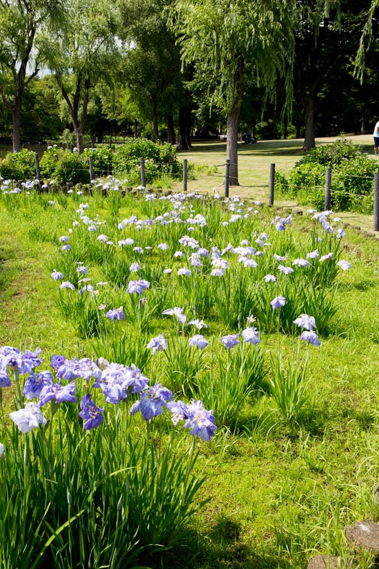 そうか公園 花しょうぶ