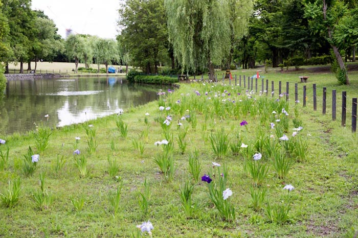 そうか公園 花しょうぶ