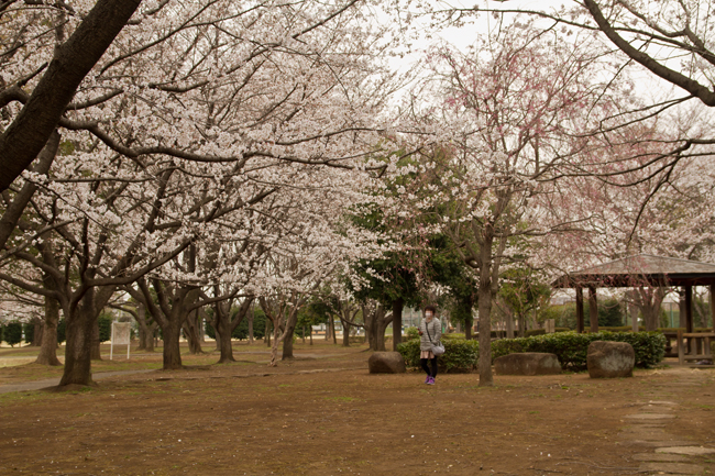 杉戸西近隣公園　桜