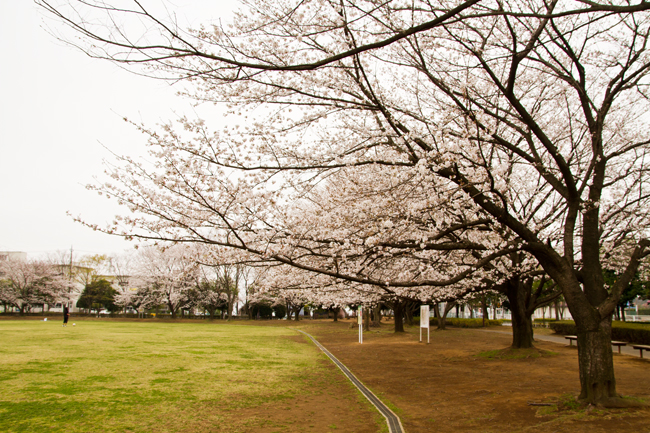 杉戸西近隣公園 桜