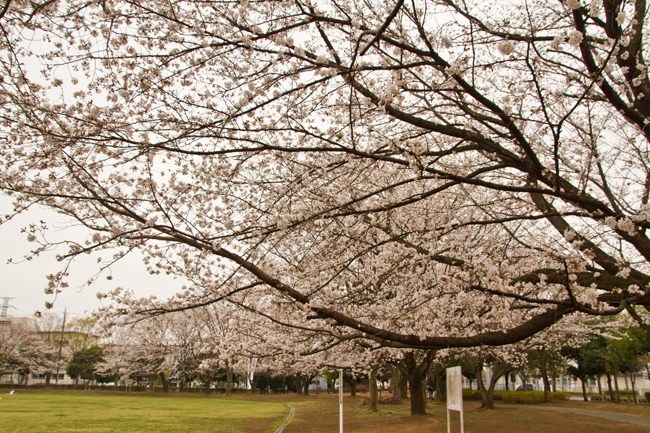 杉戸西近隣公園 桜