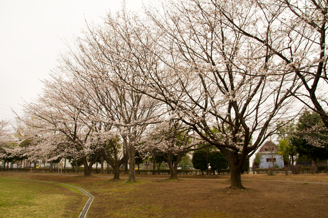 杉戸西近隣公園 桜