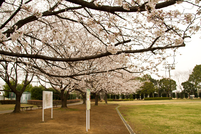 杉戸西近隣公園 桜