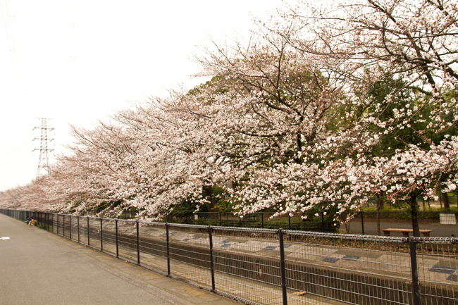 杉戸西近隣公園 桜