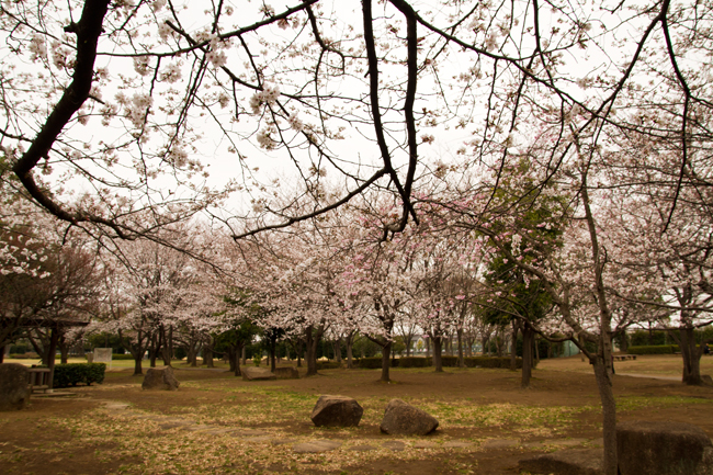 杉戸西近隣公園 桜
