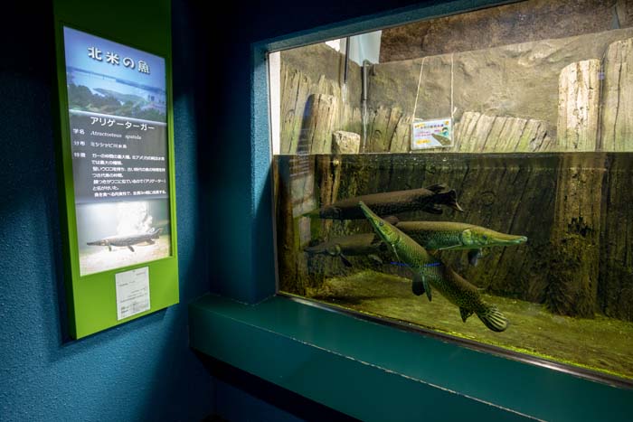 さいたま水族館 水族館フォトギャラリー 公園へ行こう