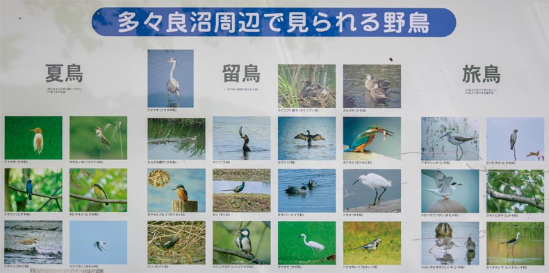 多々良沼周辺で見られる野鳥（夏鳥、留鳥、旅鳥）
