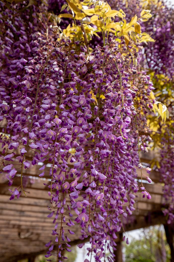 多々良沼公園　邑楽町多々良沼公園　130メートルの藤棚　満開の藤の花