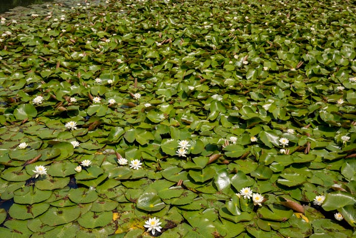 多々良沼公園　自然ふれあいエリア　自然観察池周辺　池のスイレン
