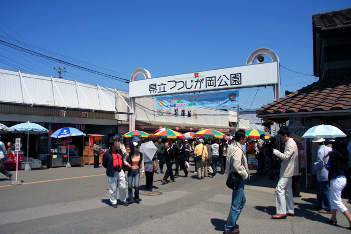 つつじが岡公園 花ハス遊覧船