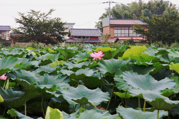 つつじが岡公園 花ハス遊覧船