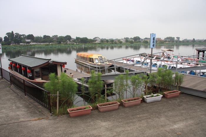 つつじが岡公園 花ハス遊覧船