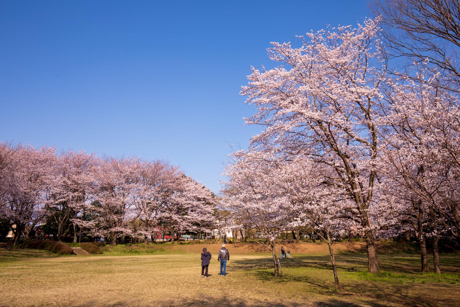 内牧公園(春日部市)満開の桜(2020年&2012年)/公園へ行こう!