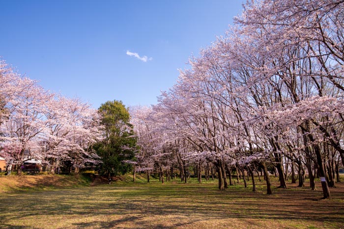 内牧公園／春日部市／埼玉県／花見／桜／BBQ／配達／バーベキューレンタル／