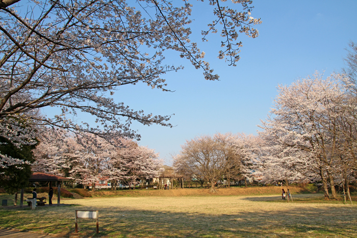 内牧公園／春日部市／埼玉県／花見／桜／BBQ／配達／バーベキューレンタル／