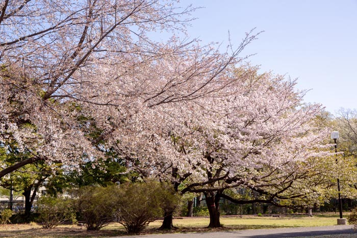和光樹林公園　満開の桜