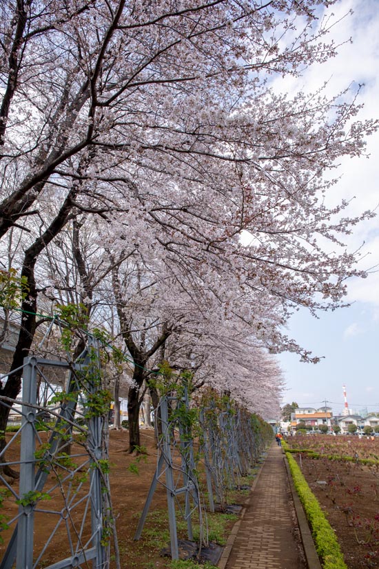 与野公園　満開の桜　2019年